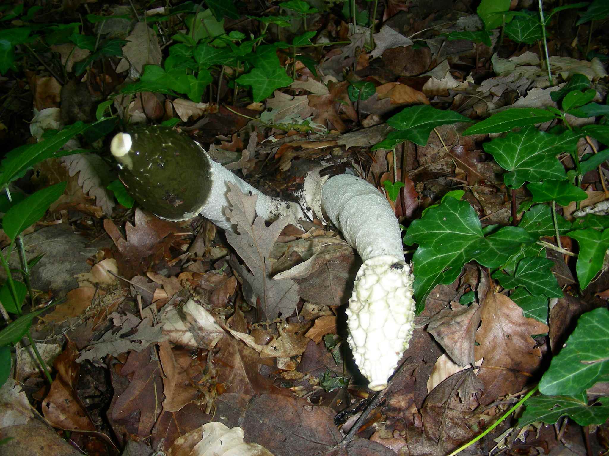 1348 Maggio vecchio ritrovamento